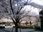 八丁堀の桜